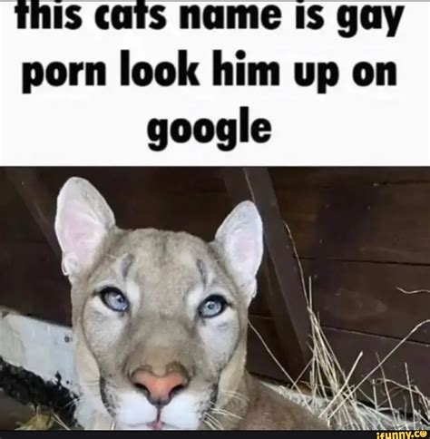 porn of cat